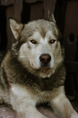 portrait of dog grey alaskan malamute