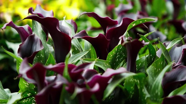 Beautiful dark callas lillies flowers bloom in spring garden.Decorative calla flower blossom in springtime.Beauty of nature .Vibrant natural colors