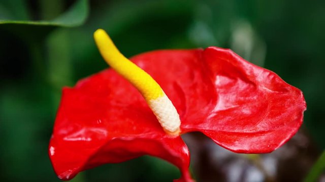Unique Anthurium flower in botanical garden.Tropical red Flamingo Flower or Tailflower grow in greehouse.Exotic Laceleaf plant on green background.Rare flowers in hothouse