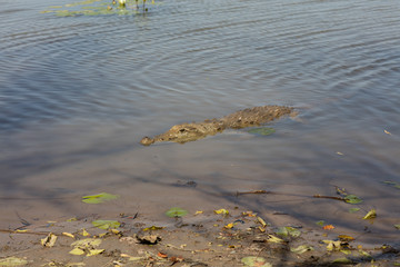 sacred crocodile, Burkina Faso