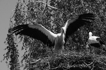 Storch
