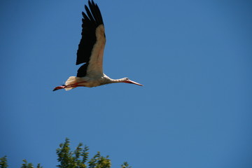 Fliegender Storch