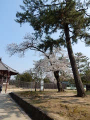 奈良公園　日本