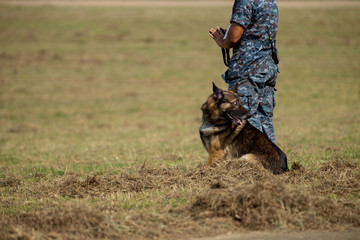 Military dog with soldier on grass floor
