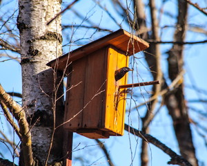 Birdhouse with bird
