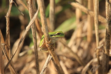 Laubfrosch