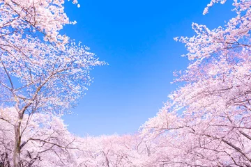 Fotobehang 満開の桜と青空 © SB