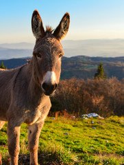 Portrait of brown donkey. Outdoor in the mountains. Before the sunset. Vertical photo.