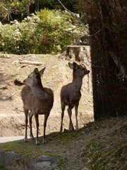 奈良公園　日本