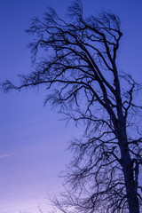 Branches of big and old tree in spring time without leaves. After the sunset. In the background is beautiful blue clear sky. Vertical photo.