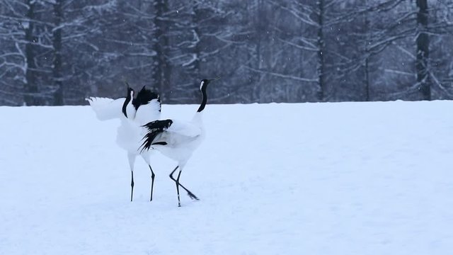 丹頂の舞