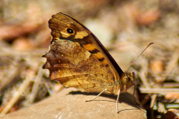 Butterfly pararge