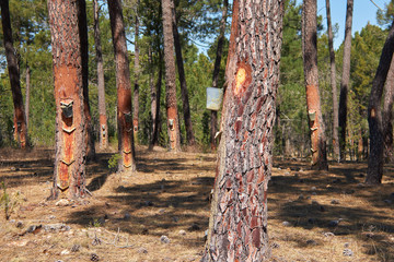 PineWood Resin Extraction