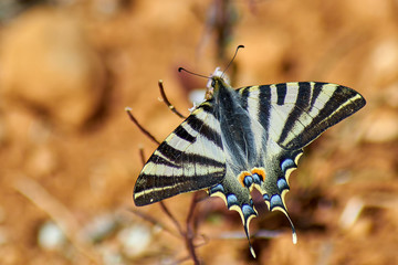 Iphiclides Podalirius Butterfly