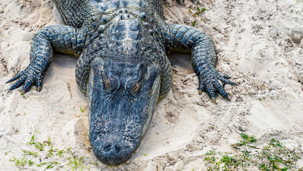 Close up of an alligator is a crocodilian in the genus Alligator of the family Alligatoridae, close up texture of alligator skin.