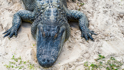 Close up of an alligator is a crocodilian in the genus Alligator of the family Alligatoridae, close...