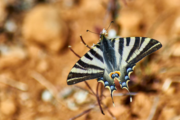 Iphiclides Podalirius Butterfly