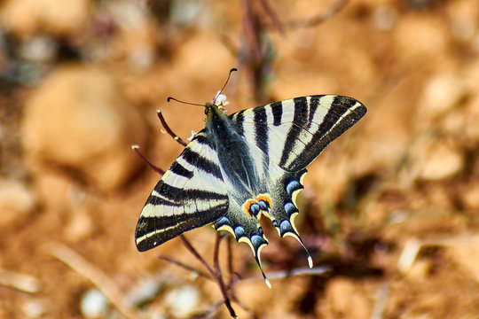 Iphiclides Podalirius Butterfly