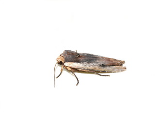 The red sword-grass moth Xylena vetusta isolated on white background