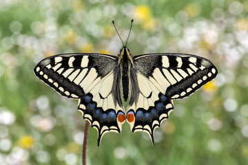 Spettacolare ritratto di farfalla Macaone (Papilio machaon)