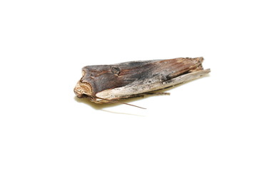 Fototapeta premium The red sword-grass moth Xylena vetusta isolated on white background