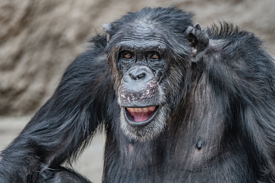 Portrait of laughing and smiling adult Chimpanzee