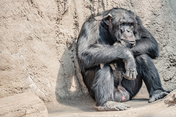 Portrait of depressed Chimpanzee at rocky background