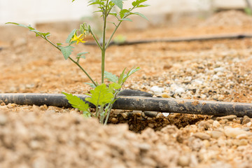 riego por goteo de plántulas de tomate