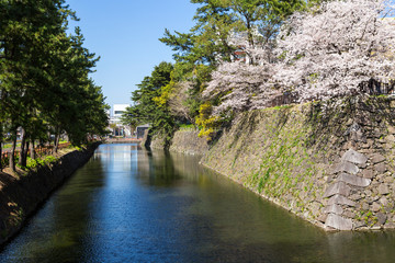 Fototapeta na wymiar 小倉城の堀と石垣と桜の風景