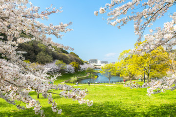 北九州中央公園の桜　北九州市