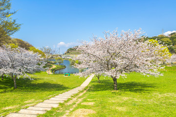 北九州中央公園の桜　北九州市