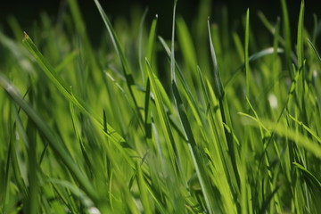 Fototapeta na wymiar Close Up Of Fresh Grass In The Early Morning