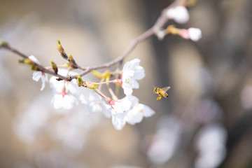 蜂と桜