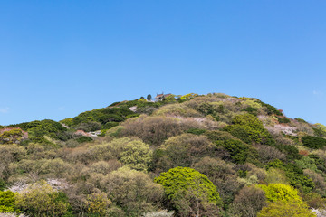 北九州中央公園の桜　北九州市