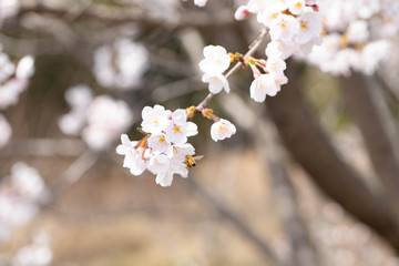 蜂と桜
