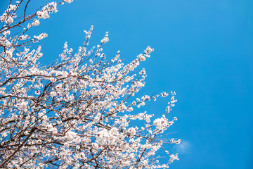 Branches of blossoming tree outdoors at spring.