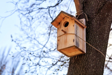 A new birdhouse is attached by a rope high on an oak tree in a spring park.