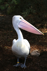 Pelican