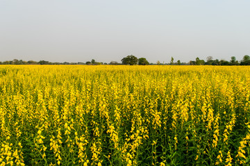 Crotalaria juncea in the field