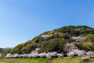 北九州中央公園の桜　北九州市