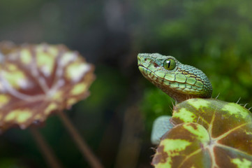 Bothrops bilineatus bilineatus