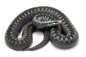 Vipera berus