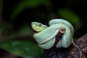 Bothrops bilineatus bilineatus