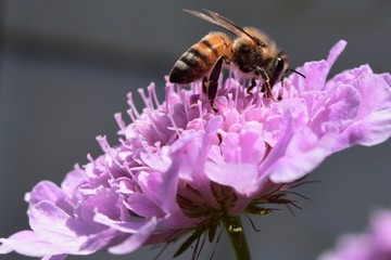 Bee on Flower 
