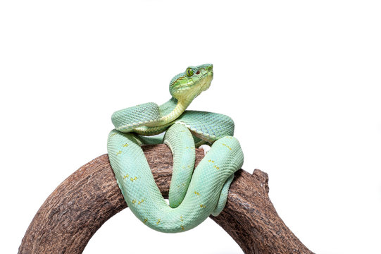 Bothrops bilineatus bilineatus