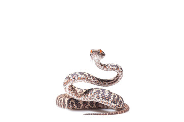 Trimeresurus honsonensis