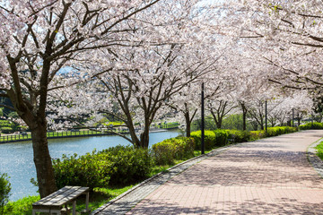 北九州中央公園の桜　北九州市