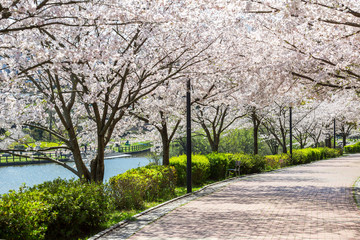 北九州中央公園の桜　北九州市