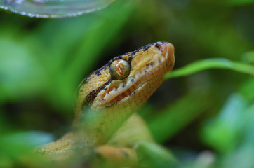Corallus hortulanus
