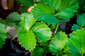 Green strawberry leaf